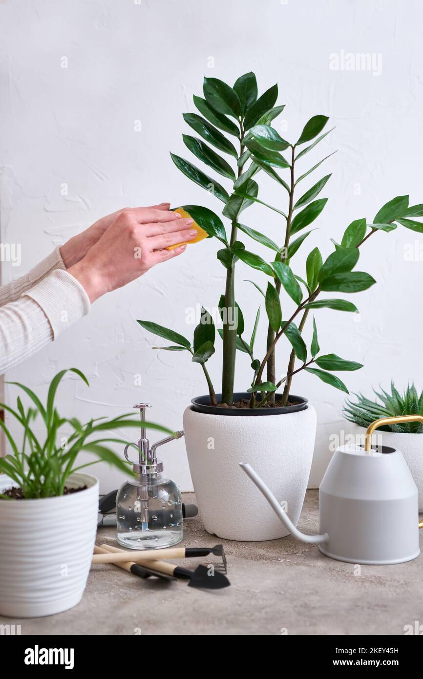 Young woman taking care of her Zamioculcas plant at home Stock Photo
