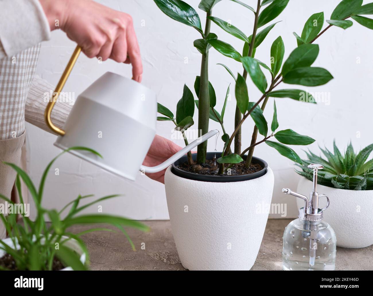 Young woman taking care of her Zamioculcas plant at home Stock Photo