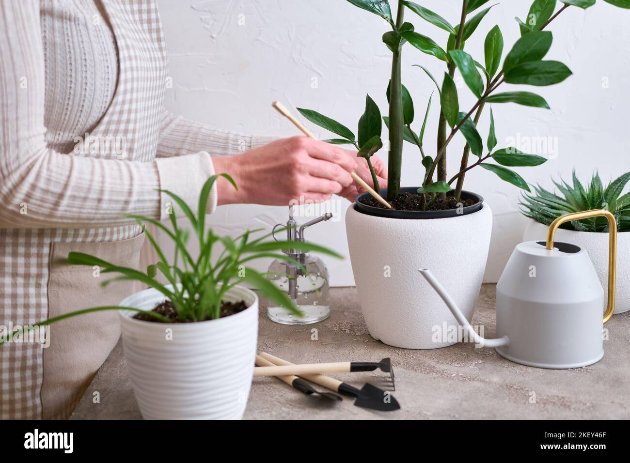 Young woman taking care of her Zamioculcas plant at home Stock Photo