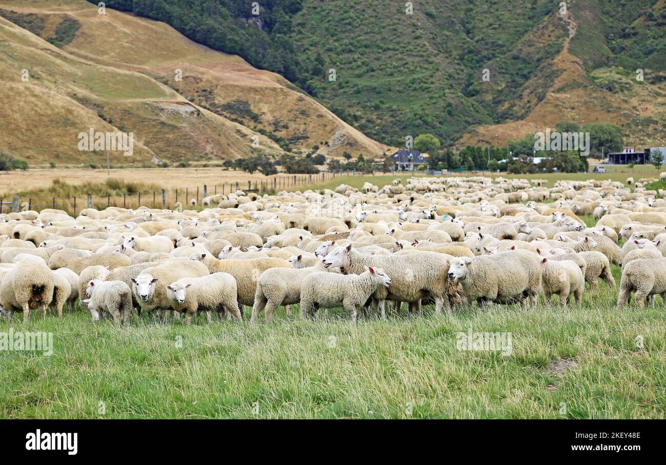 Sheep herd - Matukituki Valley, New Zealand Stock Photo