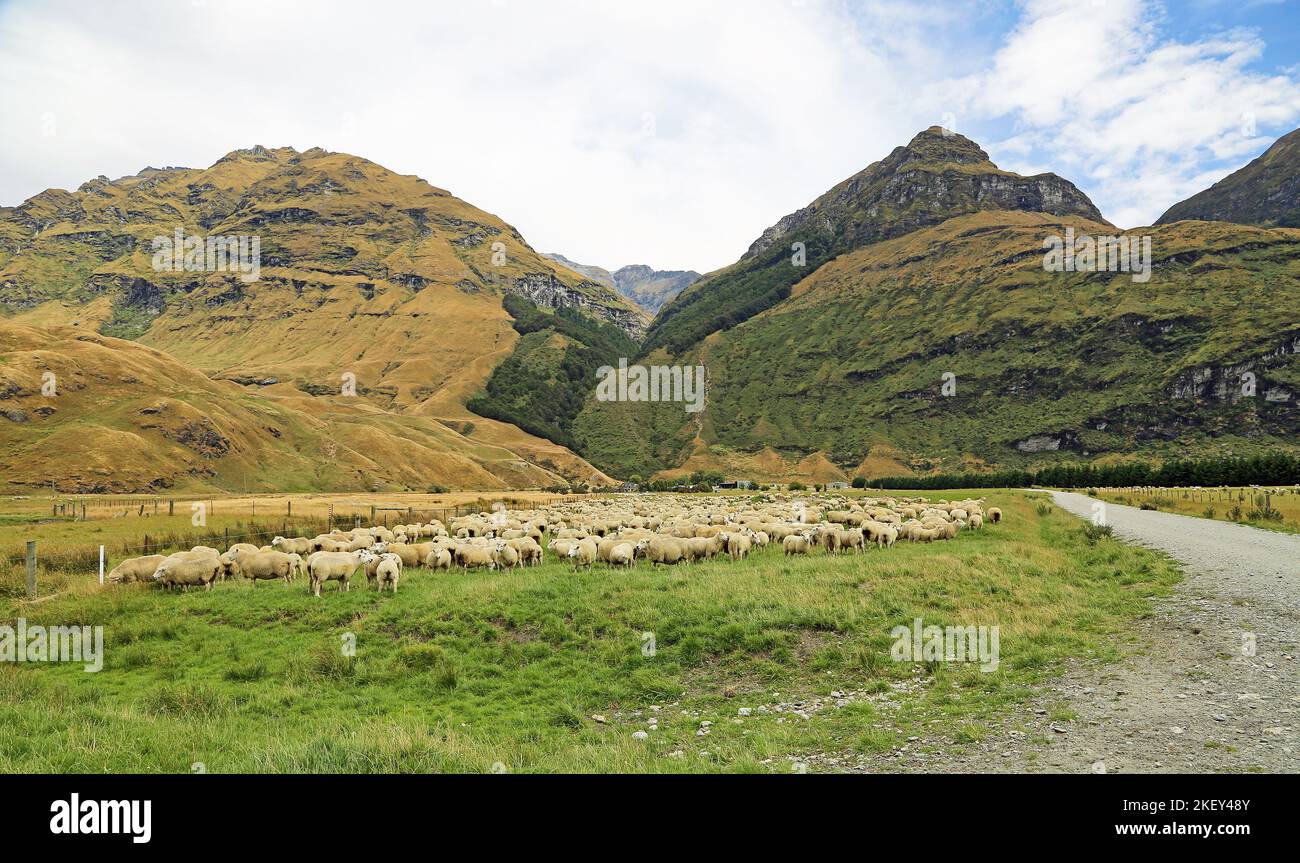 Sheep in Matukituki Valley, New Zealand Stock Photo
