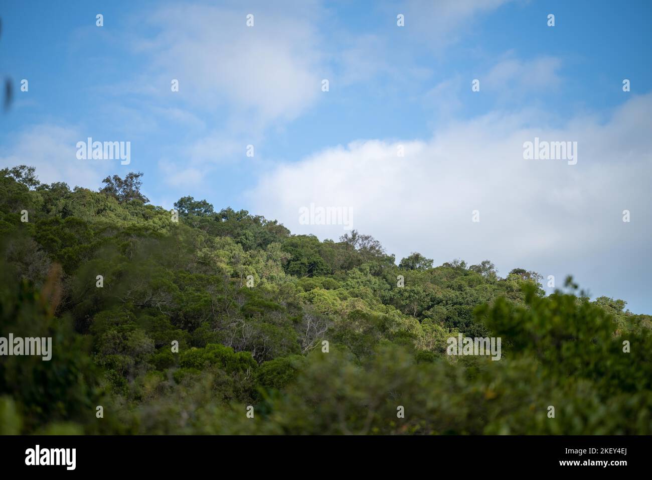 Spring In Qld rainforest on an island in queensland australia in spring Stock Photo ...