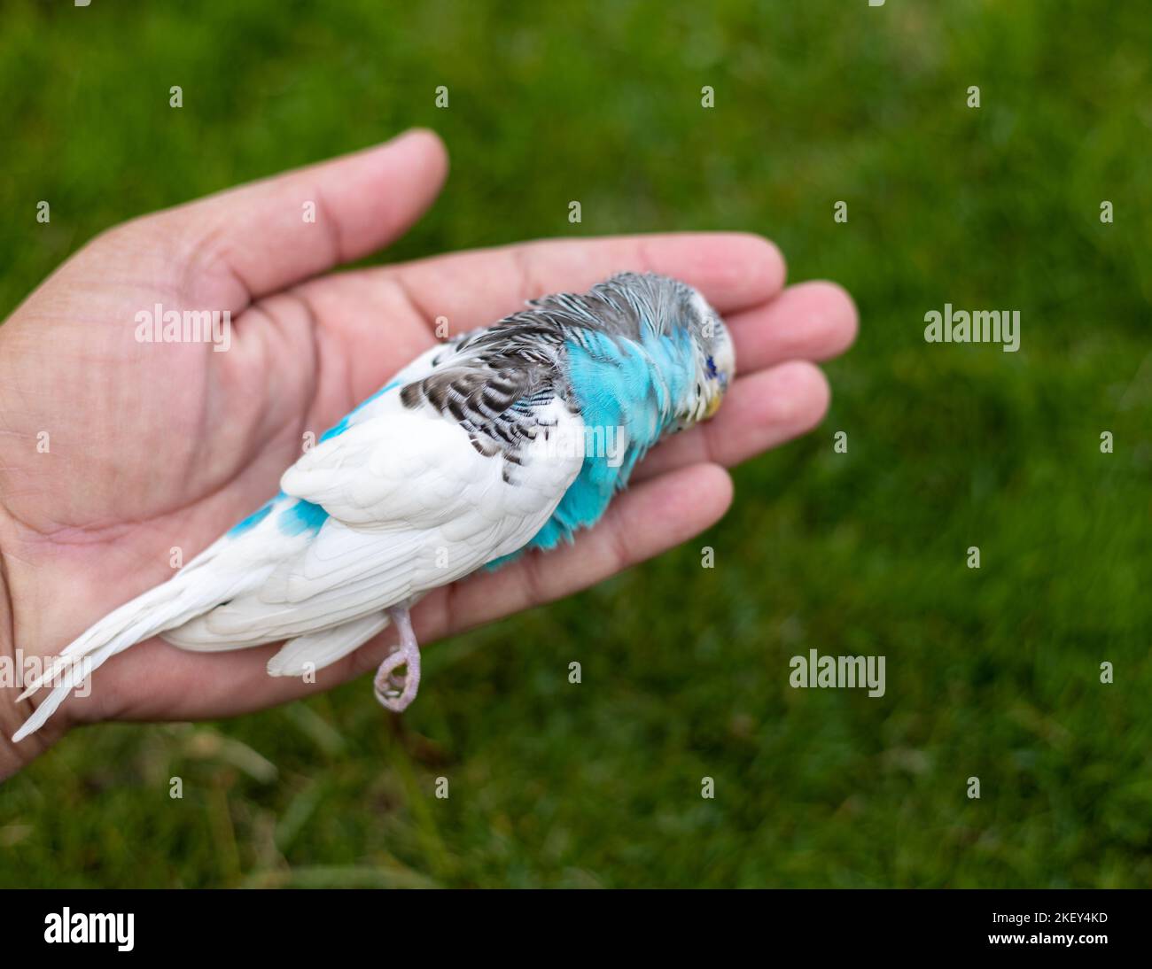 Owner or vet holding beautiful dead budgie in hand for checking up the
