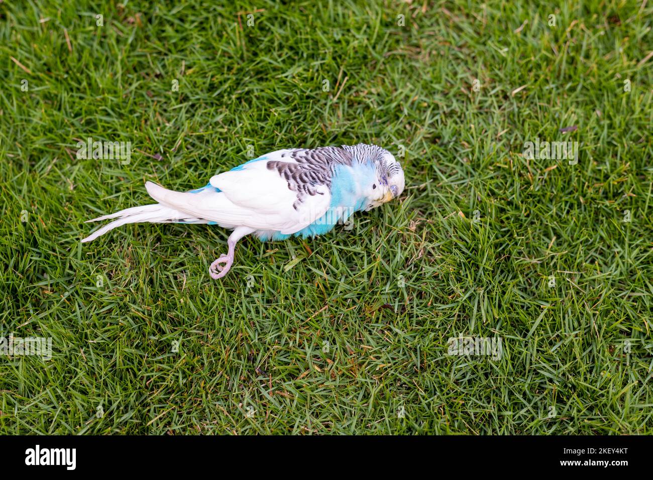 Feather Duster Budgie