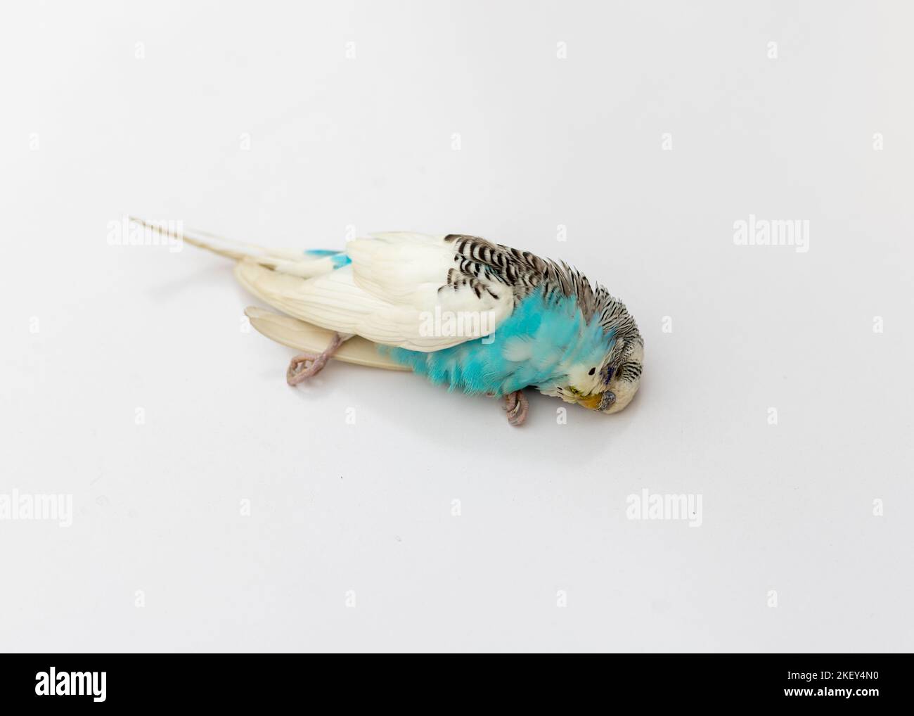 Small budgerigar dead bird on white isolated background Stock Photo Alamy