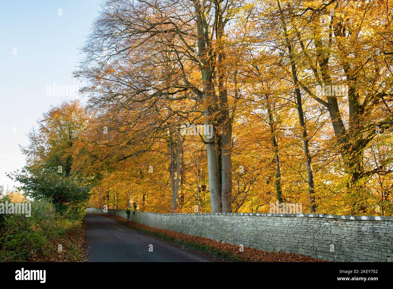 Fagus sylvatica. Autumn Beech trees along a country road. Dowdeswell, Cotswolds, Gloucestershire, England Stock Photo