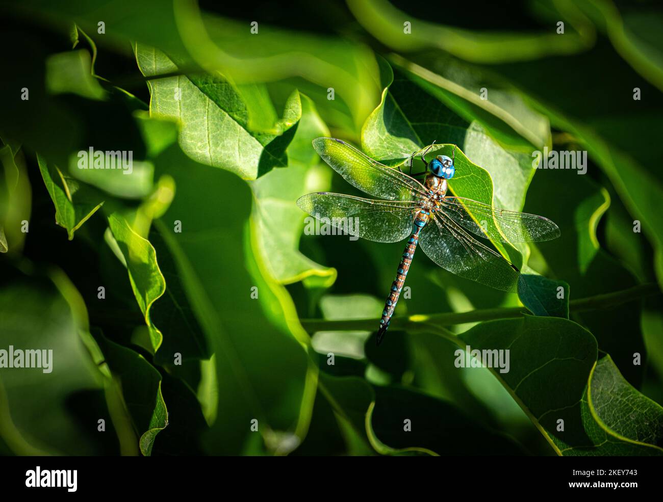 Dragonfly on bright green leaves Stock Photo