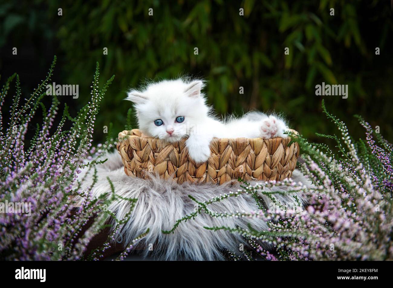 British Longhair Kitten Stock Photo - Alamy