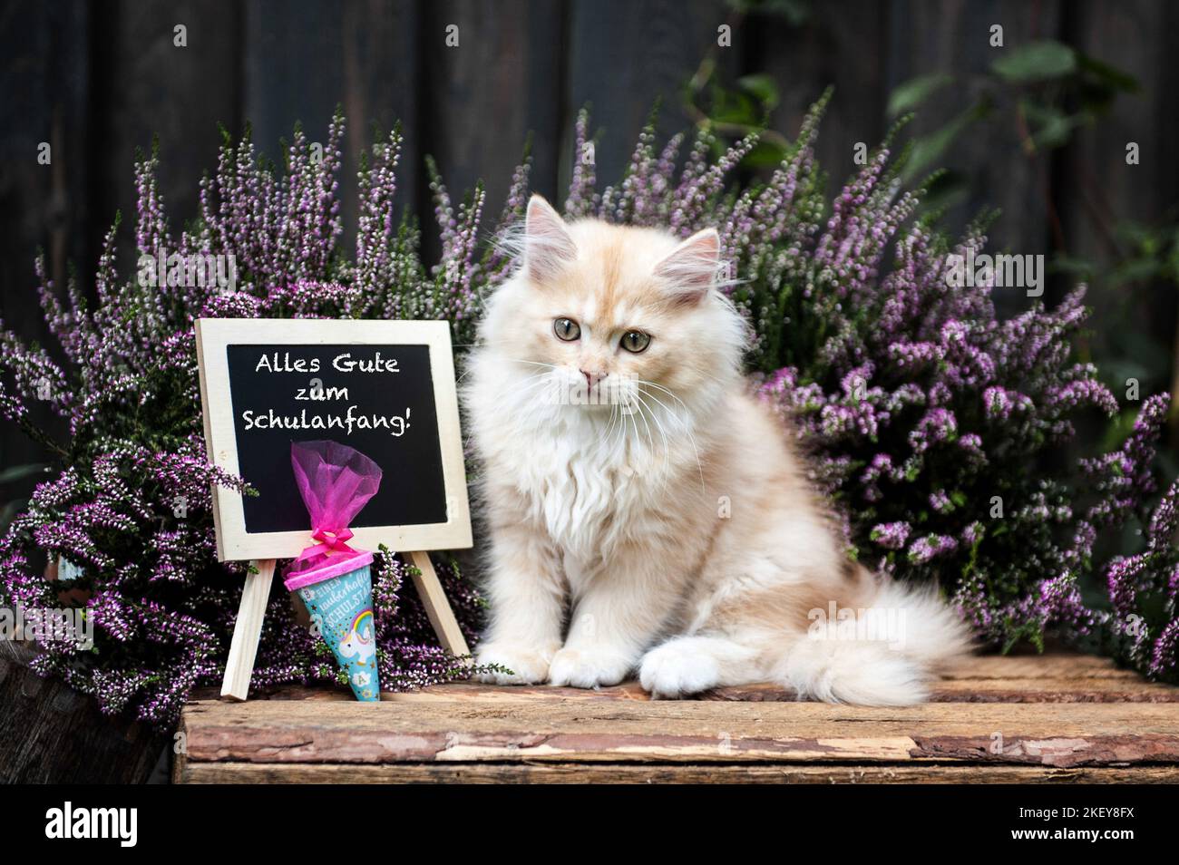sitting German Longhair kitten Stock Photo Alamy