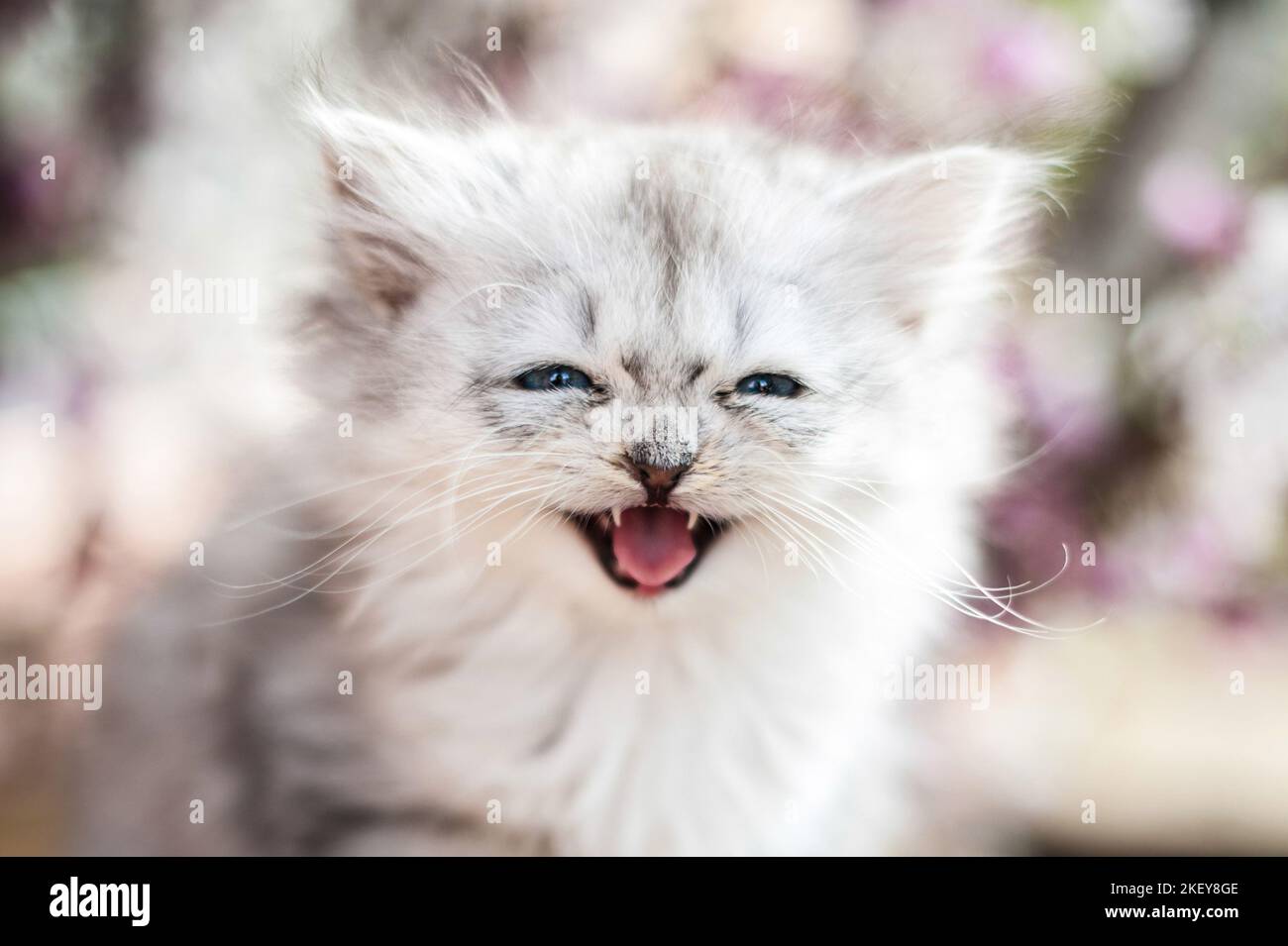 German Longhair kitten portrait Stock Photo Alamy