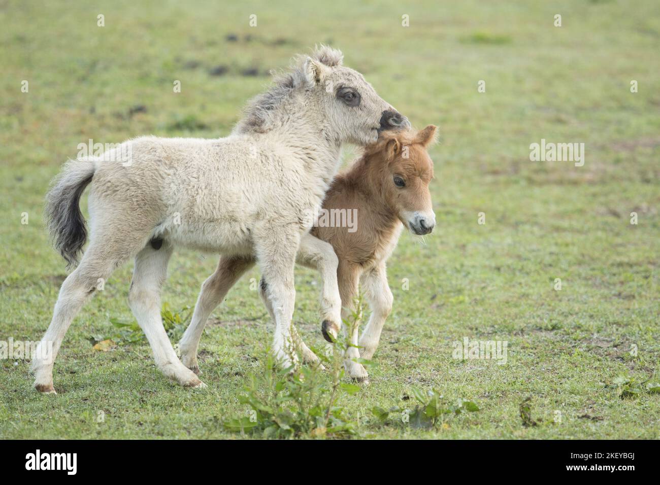 Mini Shetland Pony foals Stock Photo Alamy