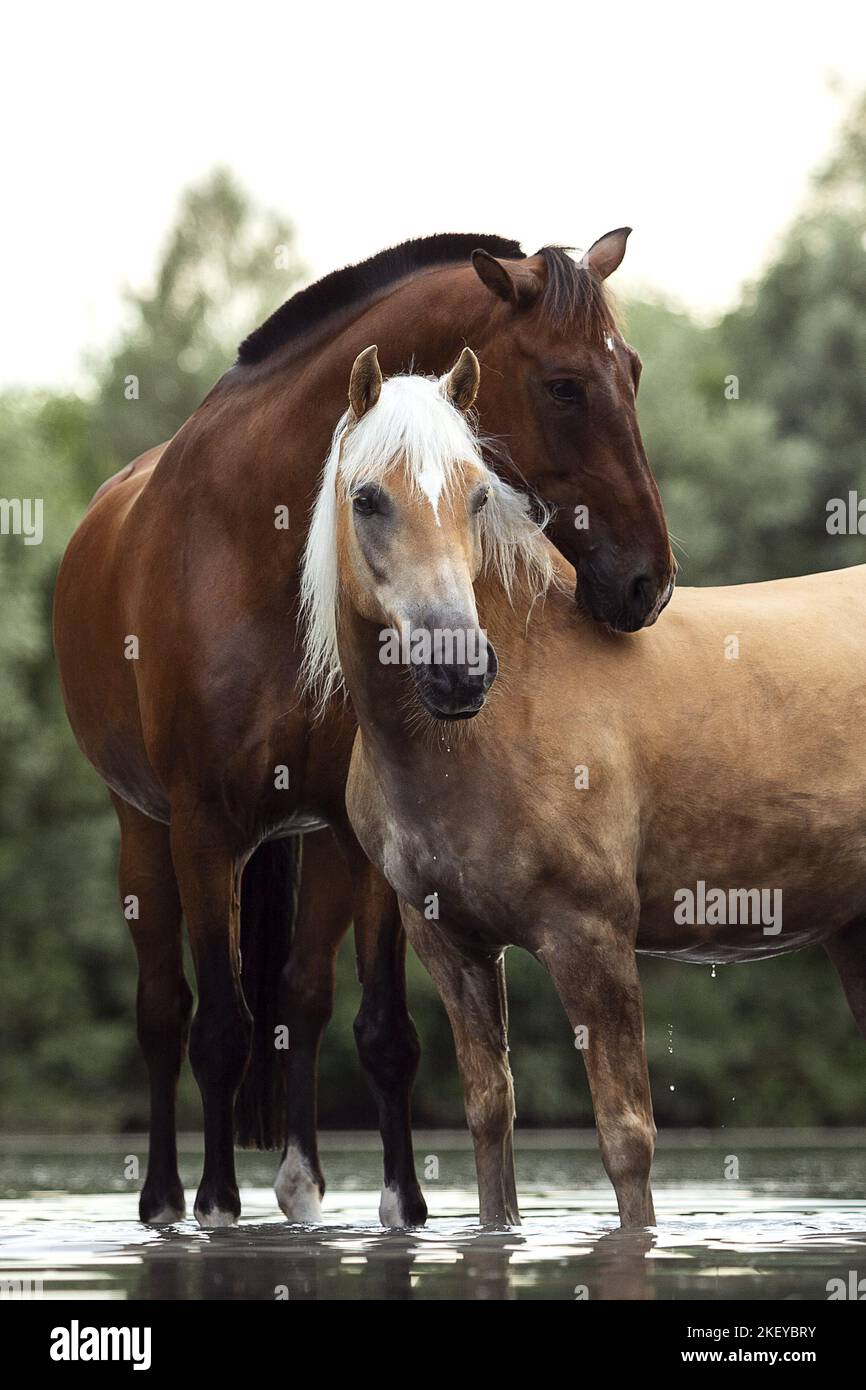 2 horses Stock Photo