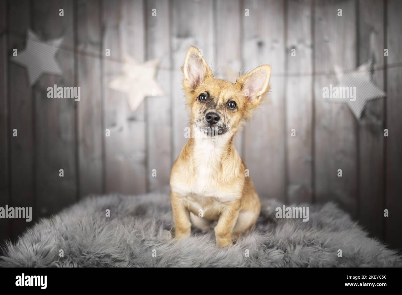 sitting Chihuahua-Mongrel Stock Photo