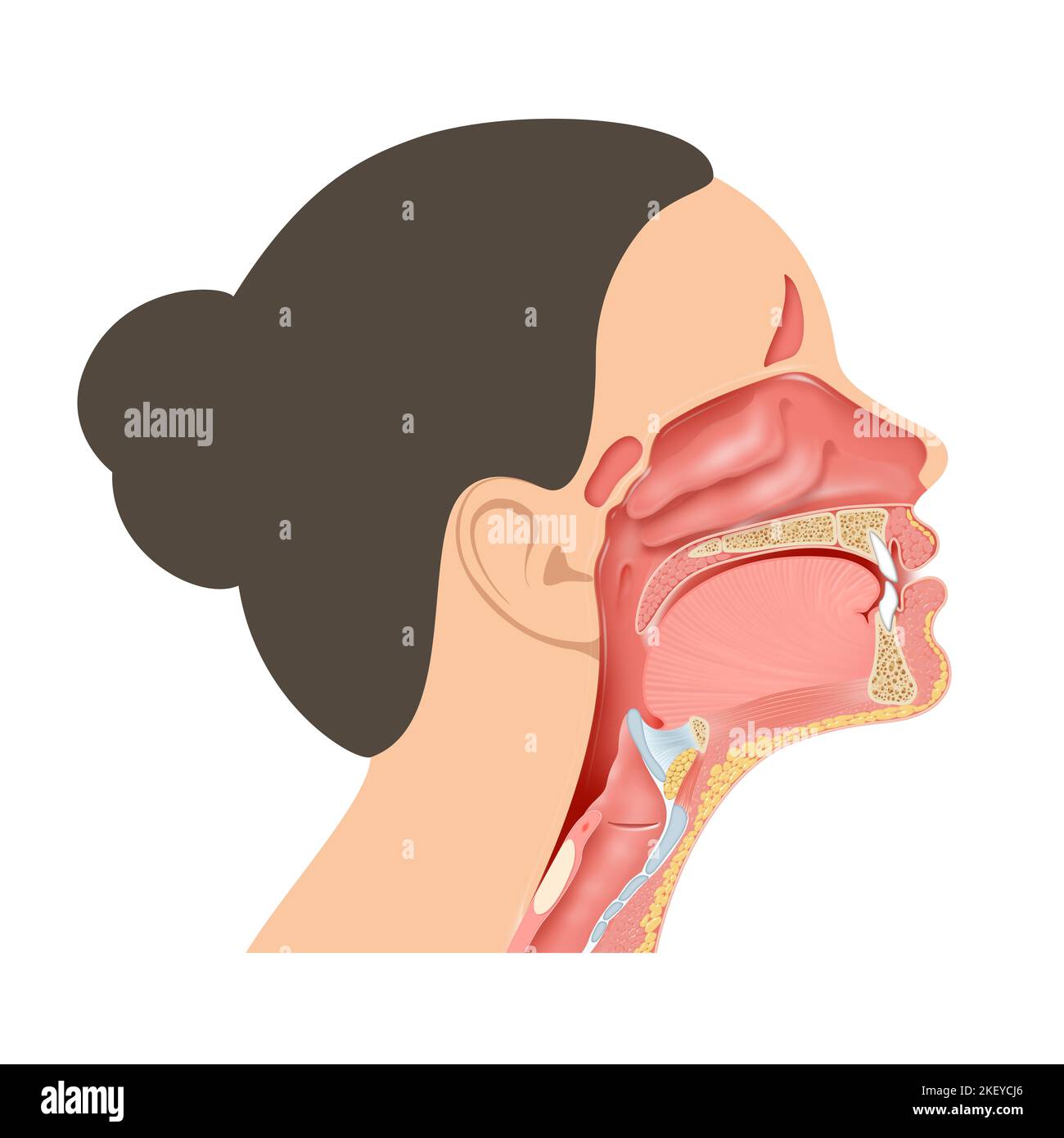 Anatomical structures surrounding the pharynx illustration Stock Photo