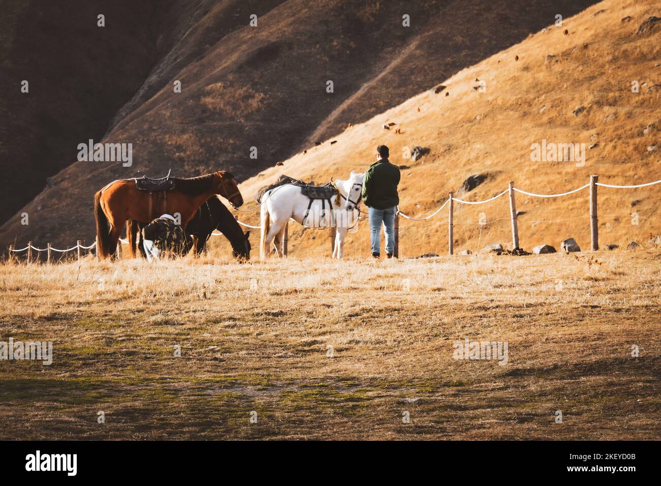 Tourist beautiful three horses hi res stock photography and images Alamy
