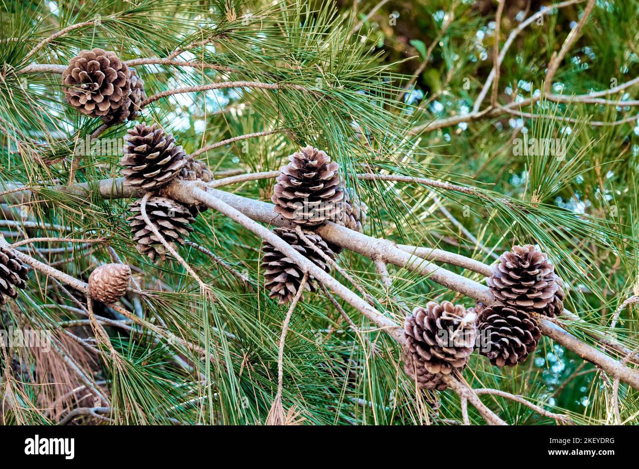 Pine branch with pine cones in the forest. Stock Photo