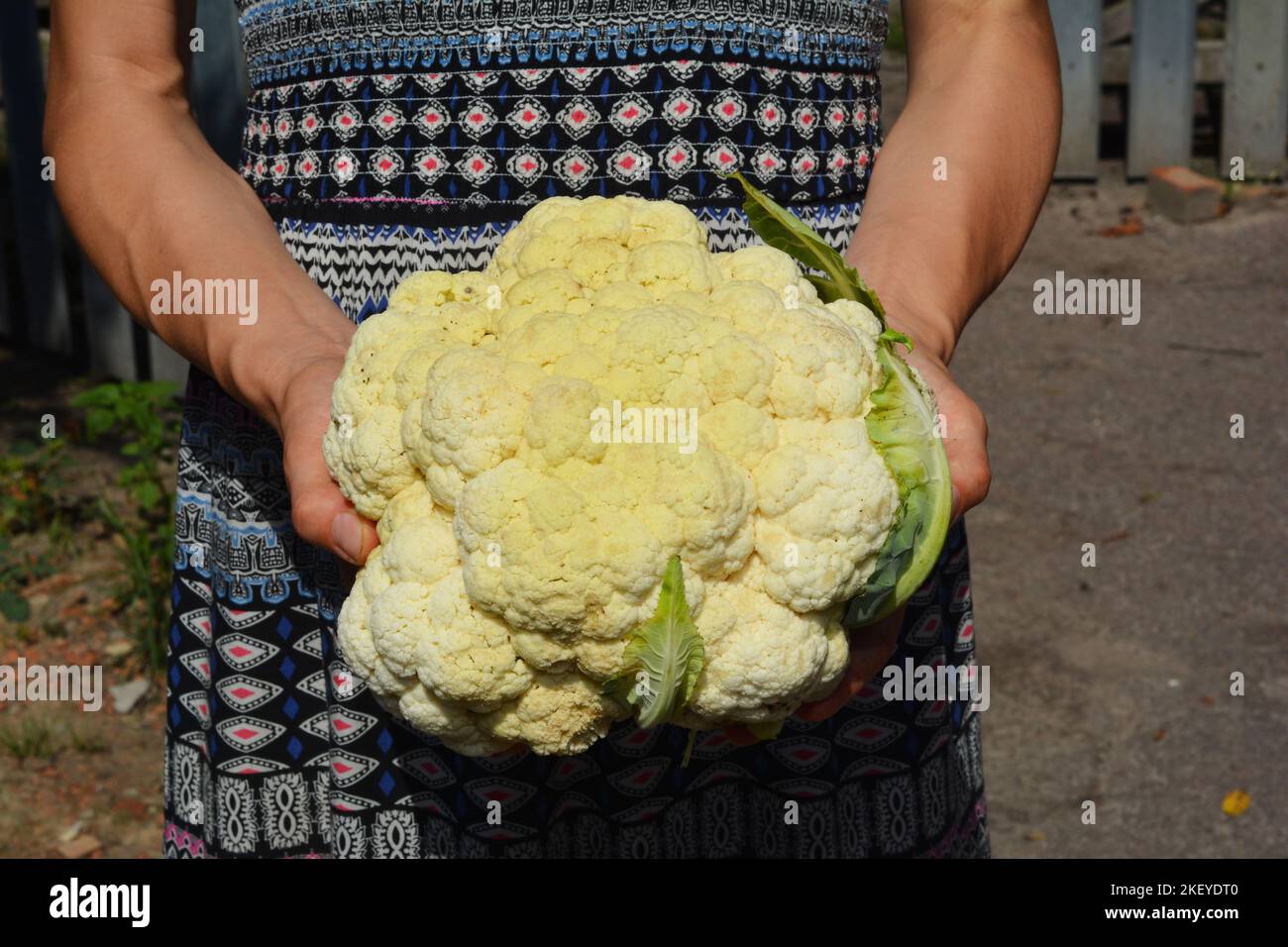 Gardener hold organic cauliflower head in hands. Raw cauliflower harvesting Stock Photo