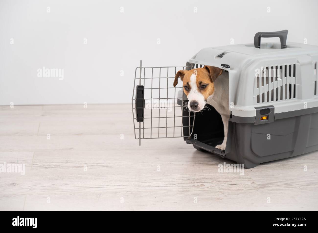 Jack Russell Terrier dog peeking out of travel cage Stock Photo Alamy