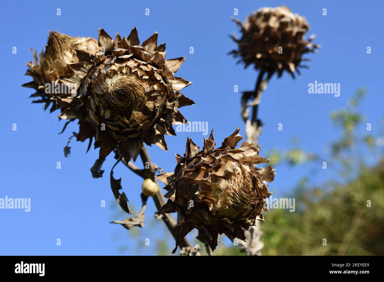 Dried flower heads Stock Photo Alamy