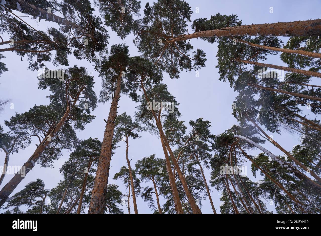 Tops of pine trees against the blue sky. Winter in the park Stock Photo ...