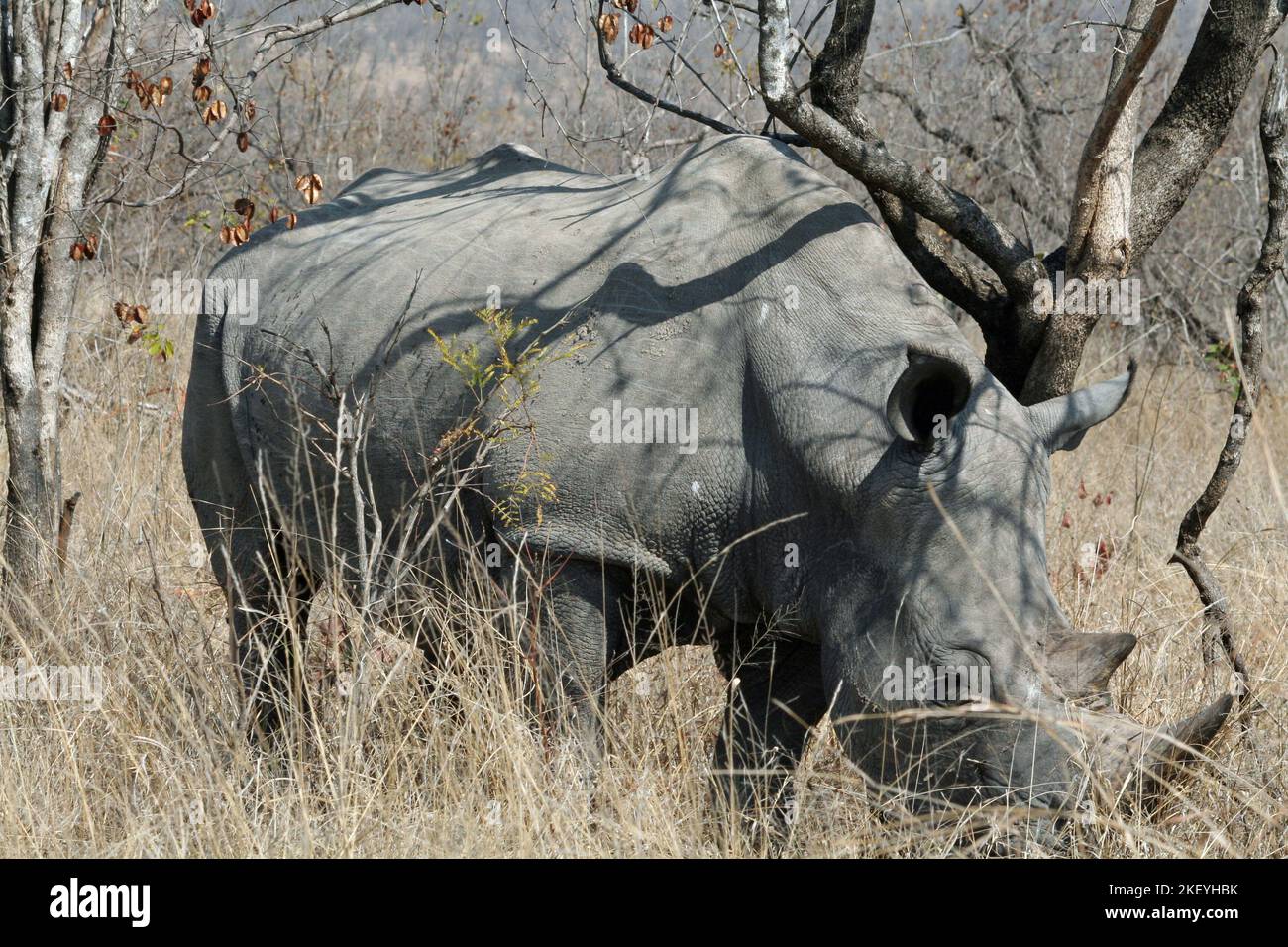 White rhino bull in Kruger National Park in South Africa grazing in thick winter grass Stock Photo