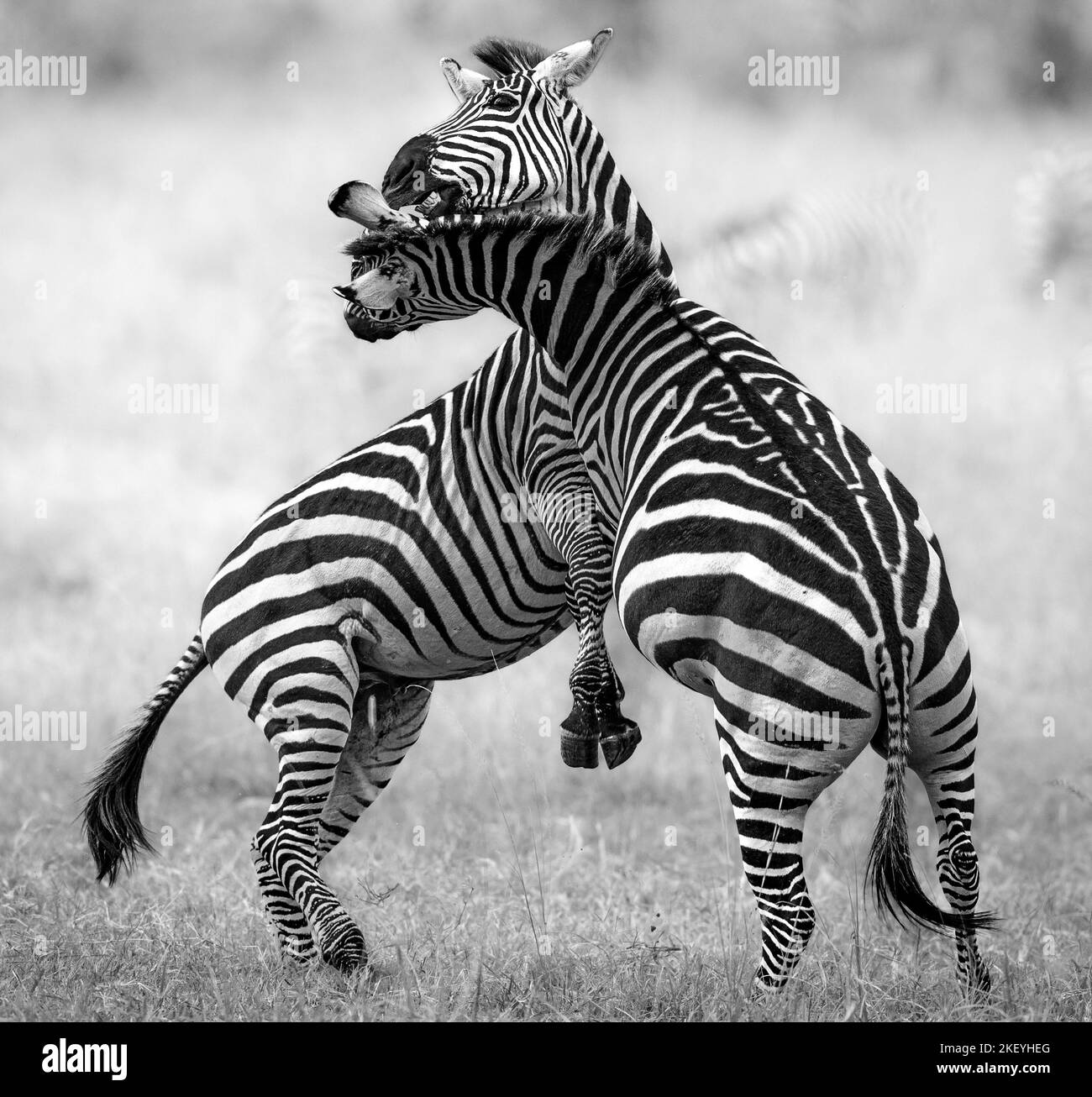 The Zebras Are Engrossed In Their Waltz Y Fight Masai Mara Kenya Two Zebras Were Captured 6579