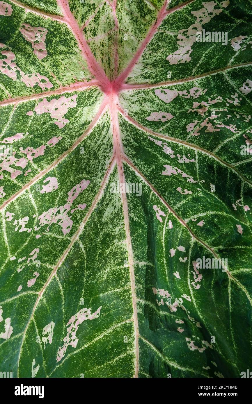 Caladium bicolor, Caladium hortulanum Stock Photo