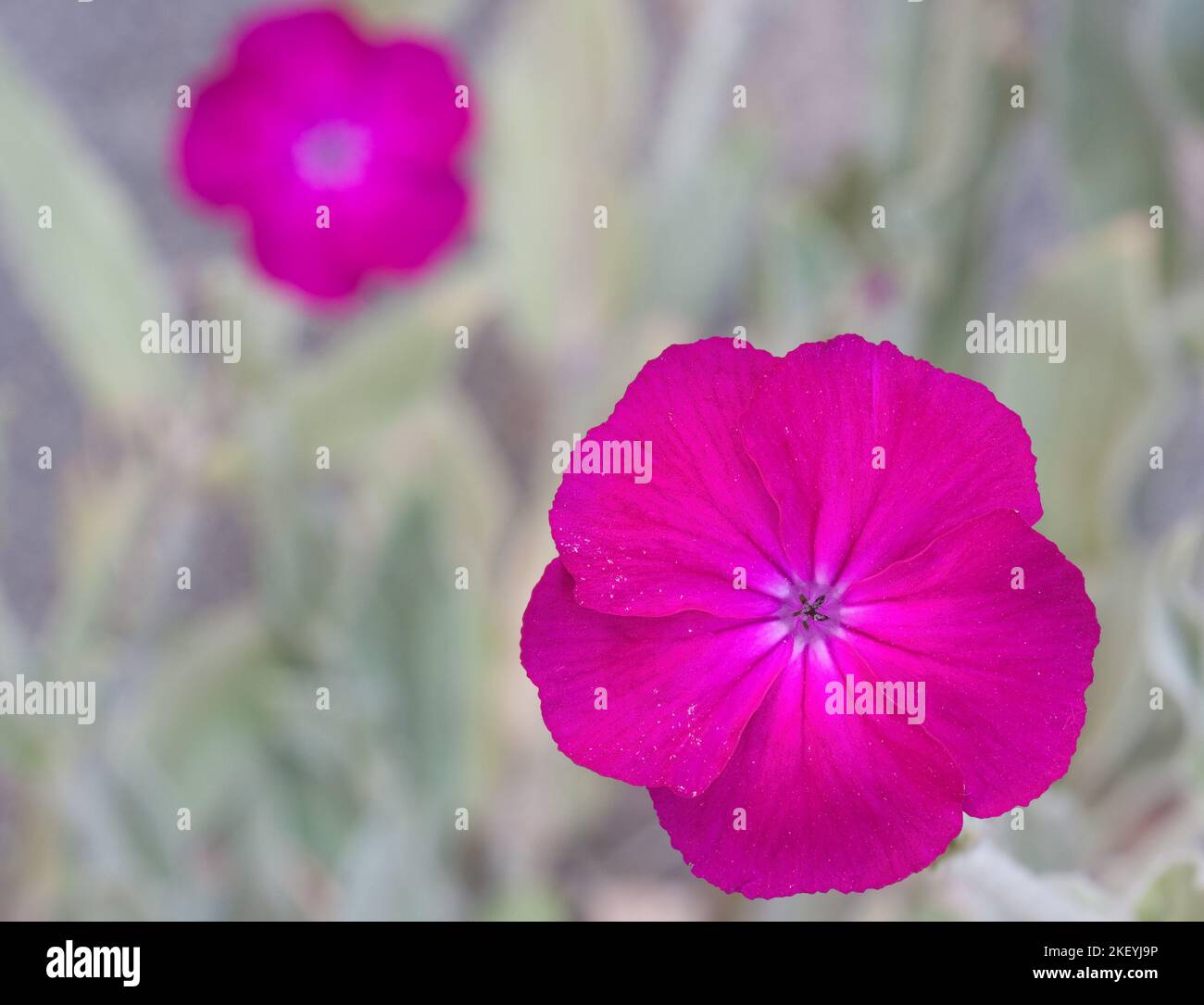 Close-up of the bright colored pink-magenta flower of Rose campion or Silene coronariain, the backgound another one, vague Stock Photo