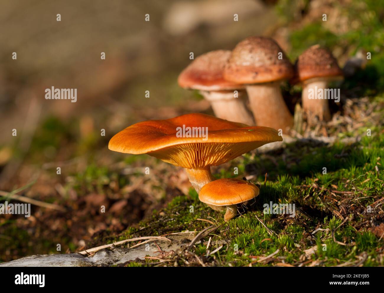 Autumn scene: two Scaly rustgills, in the background, vague, three Blushers Stock Photo
