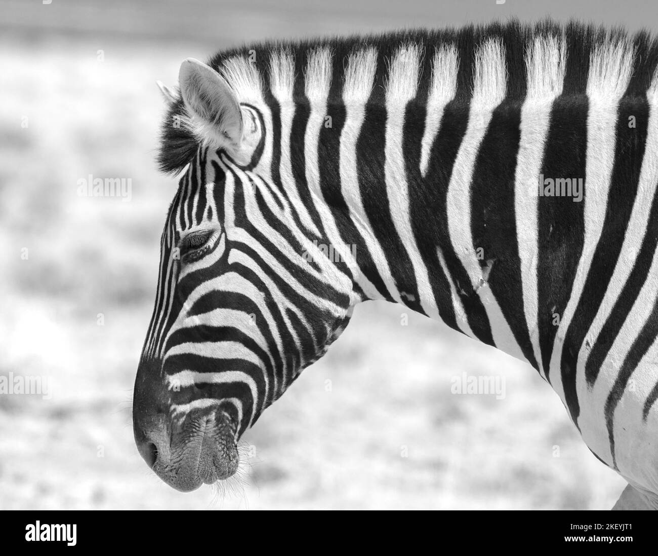 close up in black & white of a Side profile of a Burchell Zebra head