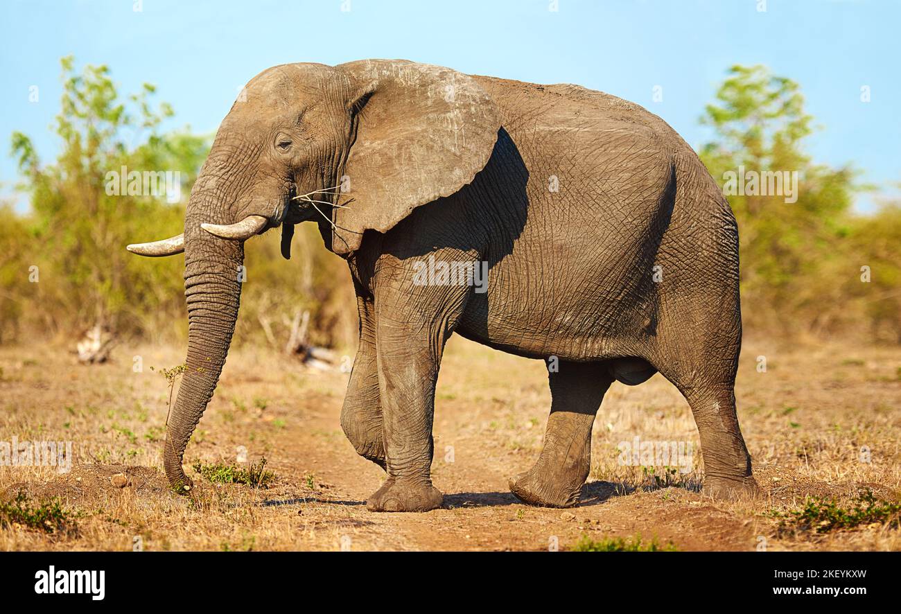Larger than life. Full length shot of an elephant in its natural