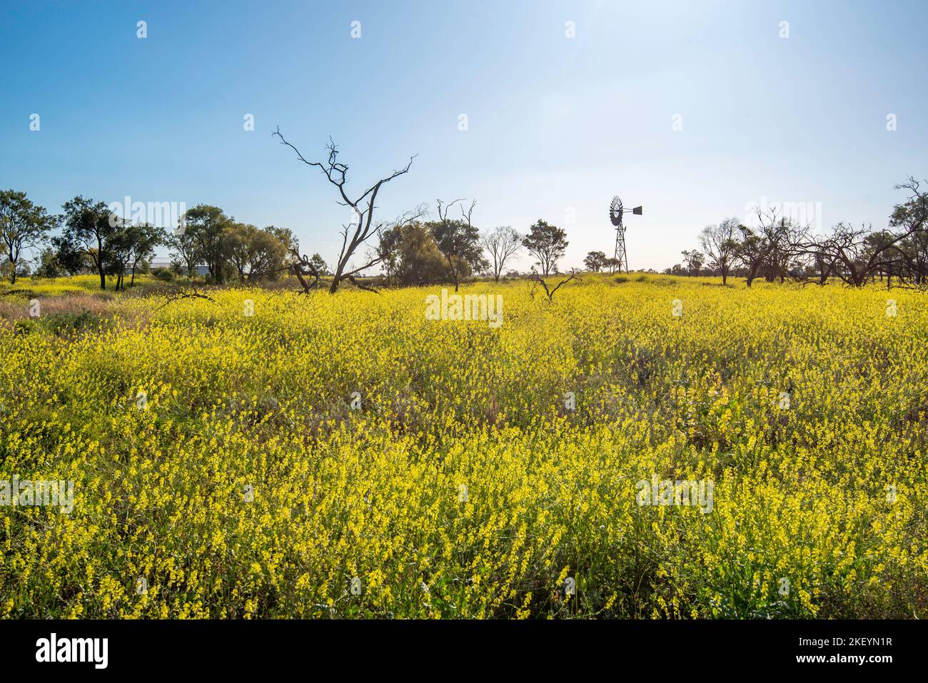 Sheep grazing pasture or paddock with Turnip weed (Rapistrum rugosum) growing waist high, provides a yellow sea of stock feed on an Australian farm Stock Photo