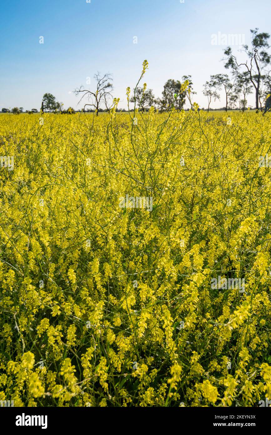 Sheep grazing pasture or paddock with Turnip weed (Rapistrum rugosum) growing waist high, provides a yellow sea of stock feed on an Australian farm Stock Photo