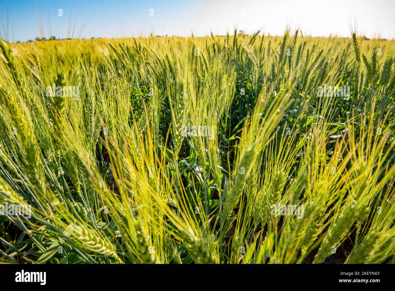 Semi-dwarf wheat crop growing on a property in northwest New South Wales, Australia Stock Photo