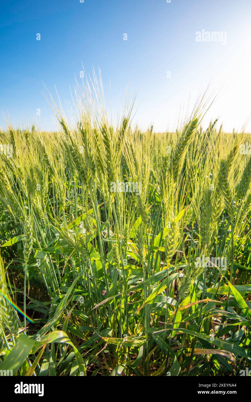 Semi-dwarf wheat crop growing on a property in northwest New South Wales, Australia Stock Photo