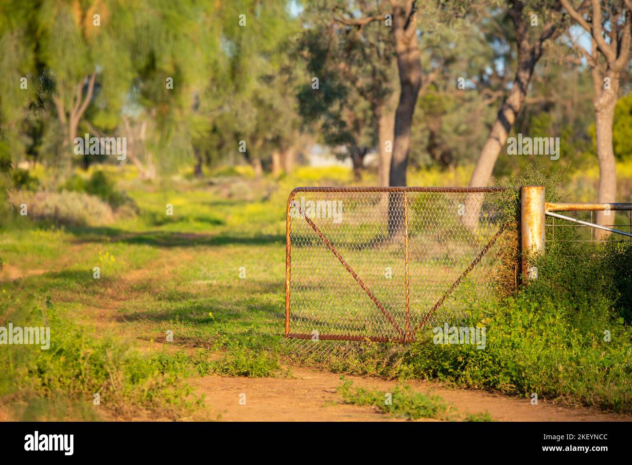 Sept 2022, An open farm gate and a dirt road overgrown with lush green growth, from recent rains, on a farm in northwestern New South Wales, Australia Stock Photo