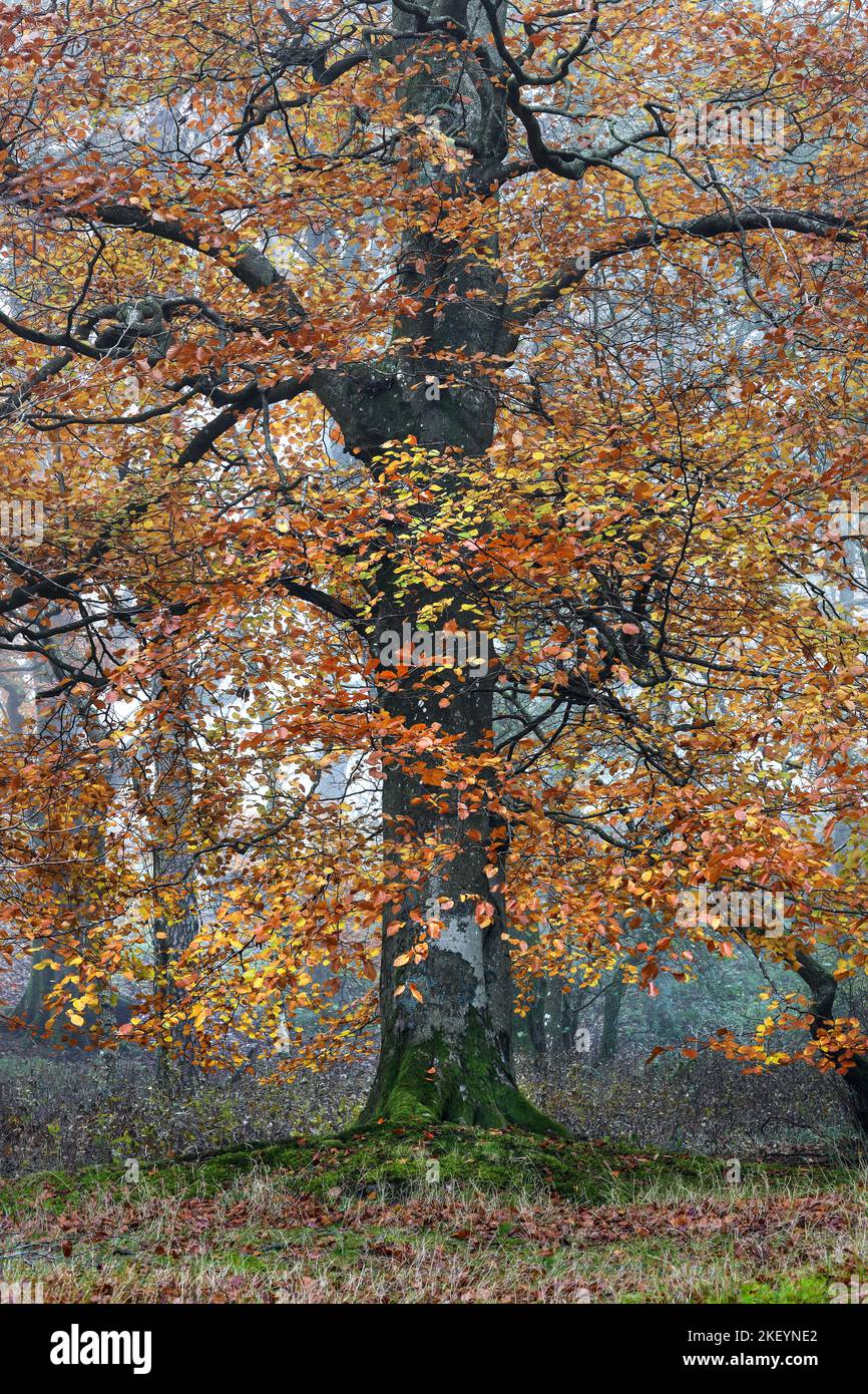 Beech Tree (Fagus sylvatica) in a Misty Autumn Woodland, North Pennines