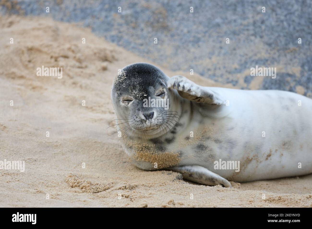 Atlantic Grey Seal Pup (Halichoerus grypus), Norfolk, UK Stock Photo