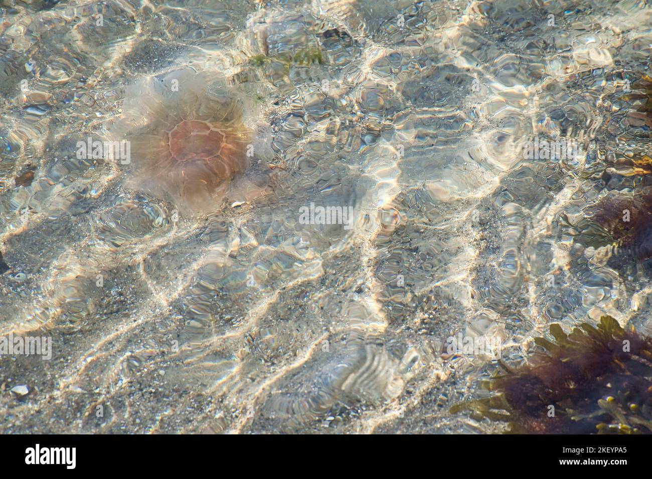 Fire jellyfish on the coast swimming in salt water. Sand in the background in waves pattern. Animal photo from nature Stock Photo