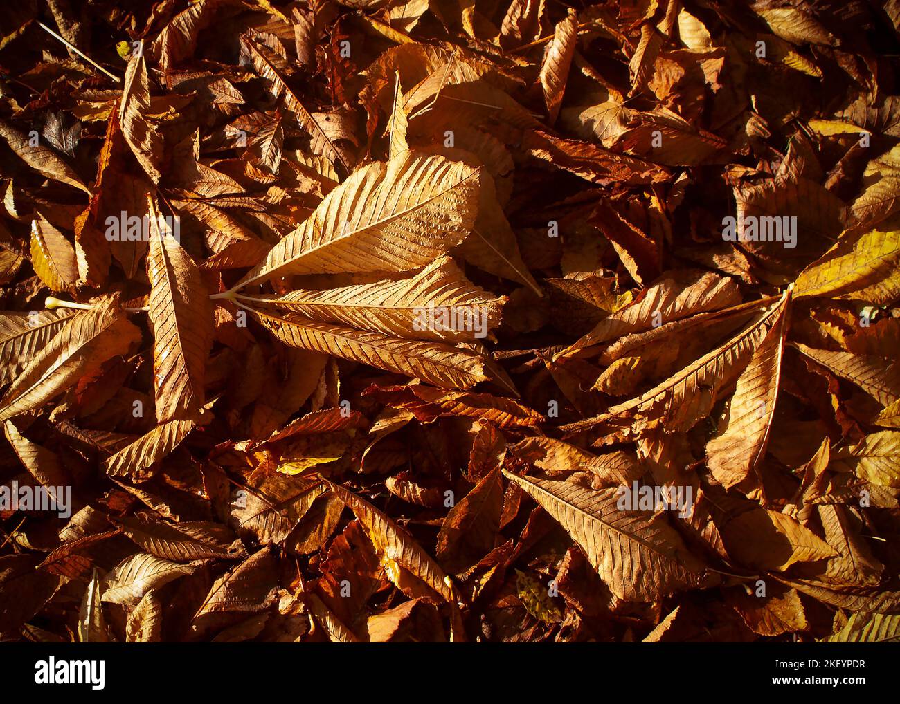 Flat lay with brownish leaves Stock Photo