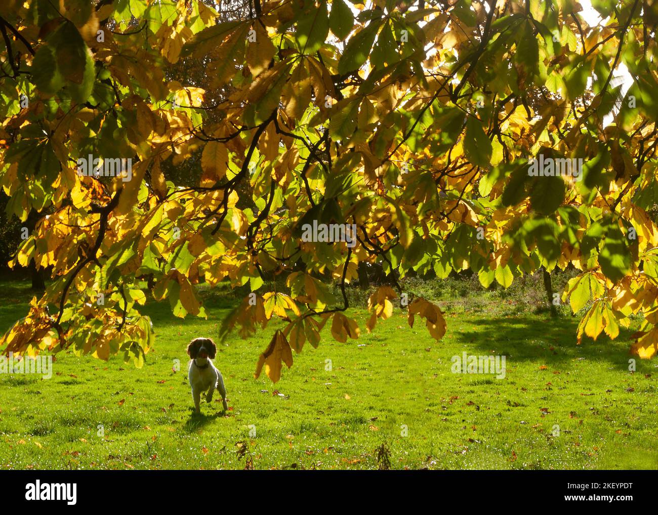 Dog under the tree in the park Stock Photo - Alamy