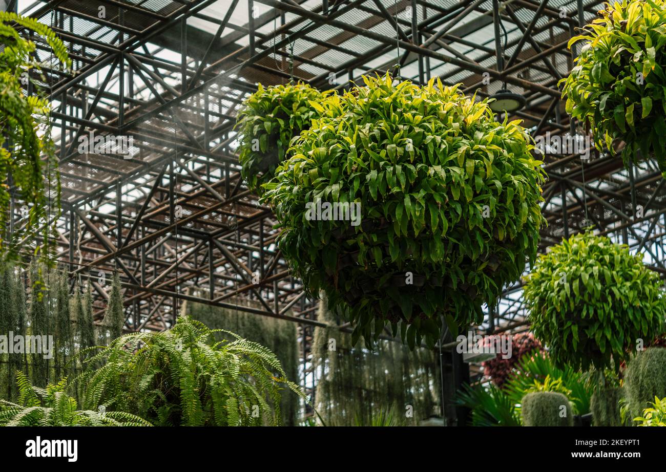 Plant pots hang under the high ceiling. Round shape plant pots. Worm eyes view hanging plant