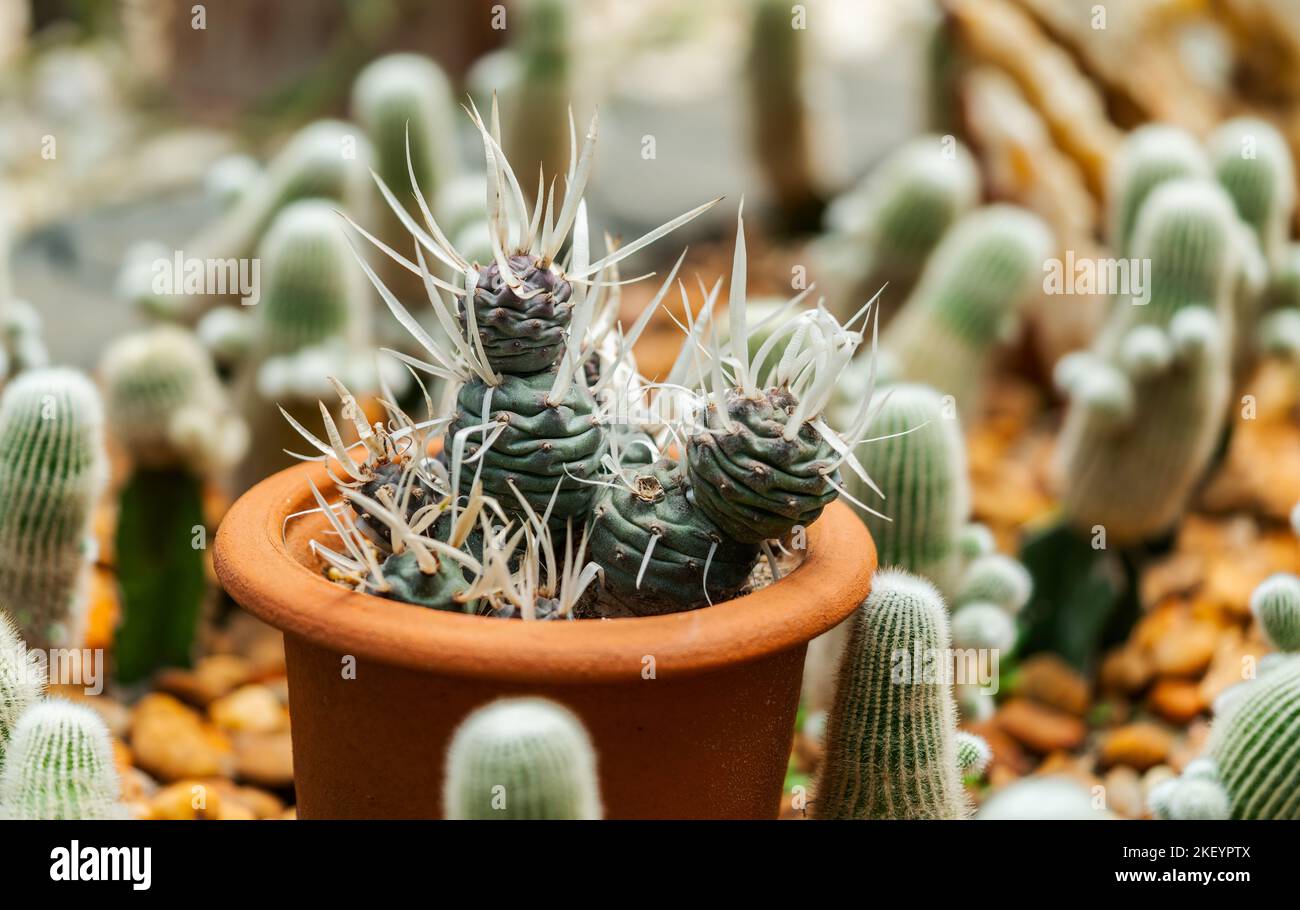 Close up little cute Tephrocactus in a brown clay pot in the garden, surrounded with small size cactus together, brown pebbles on the ground. Stock Photo