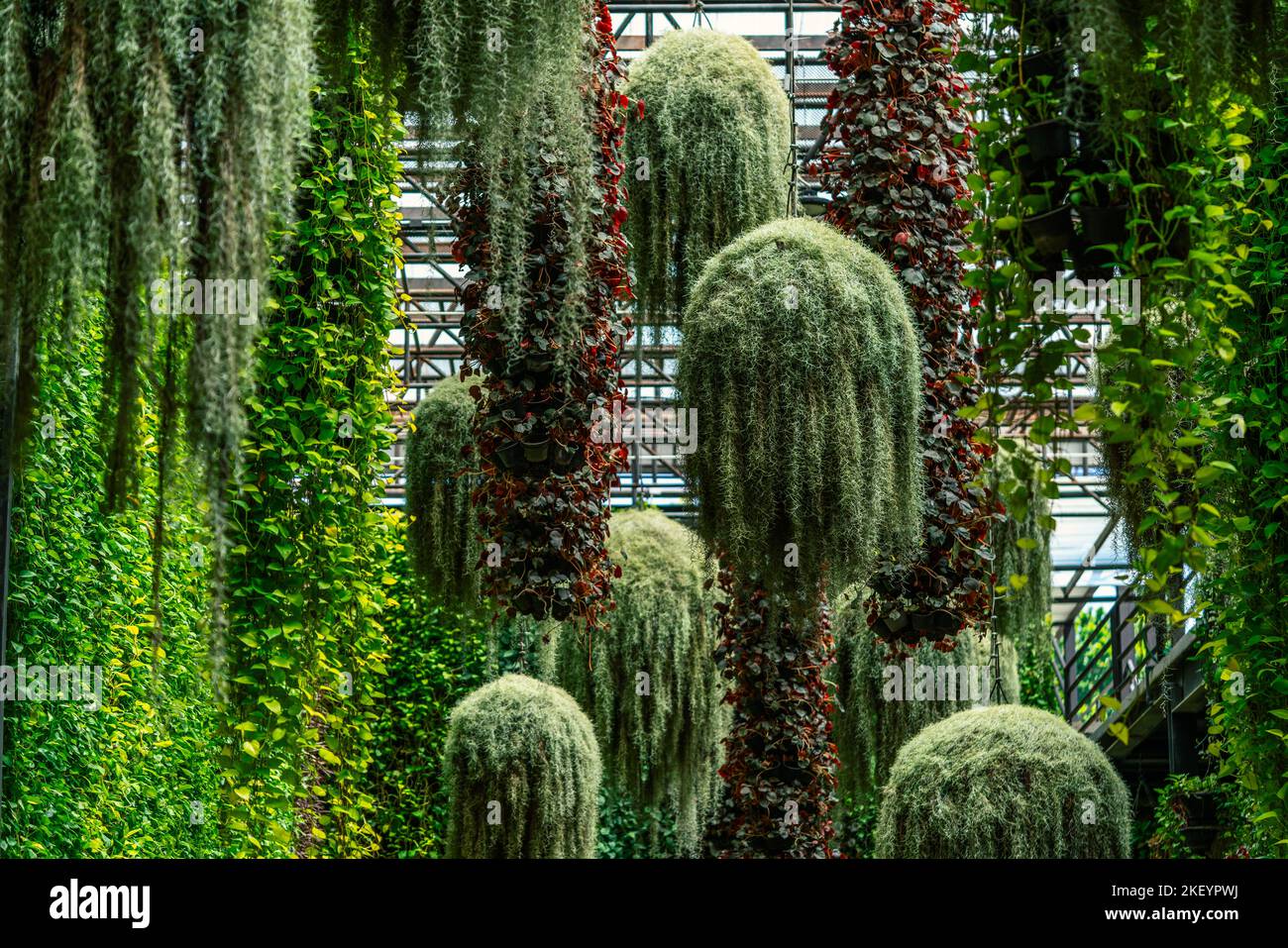 Many Plant pots hang under the high ceiling, beauty greenery view from