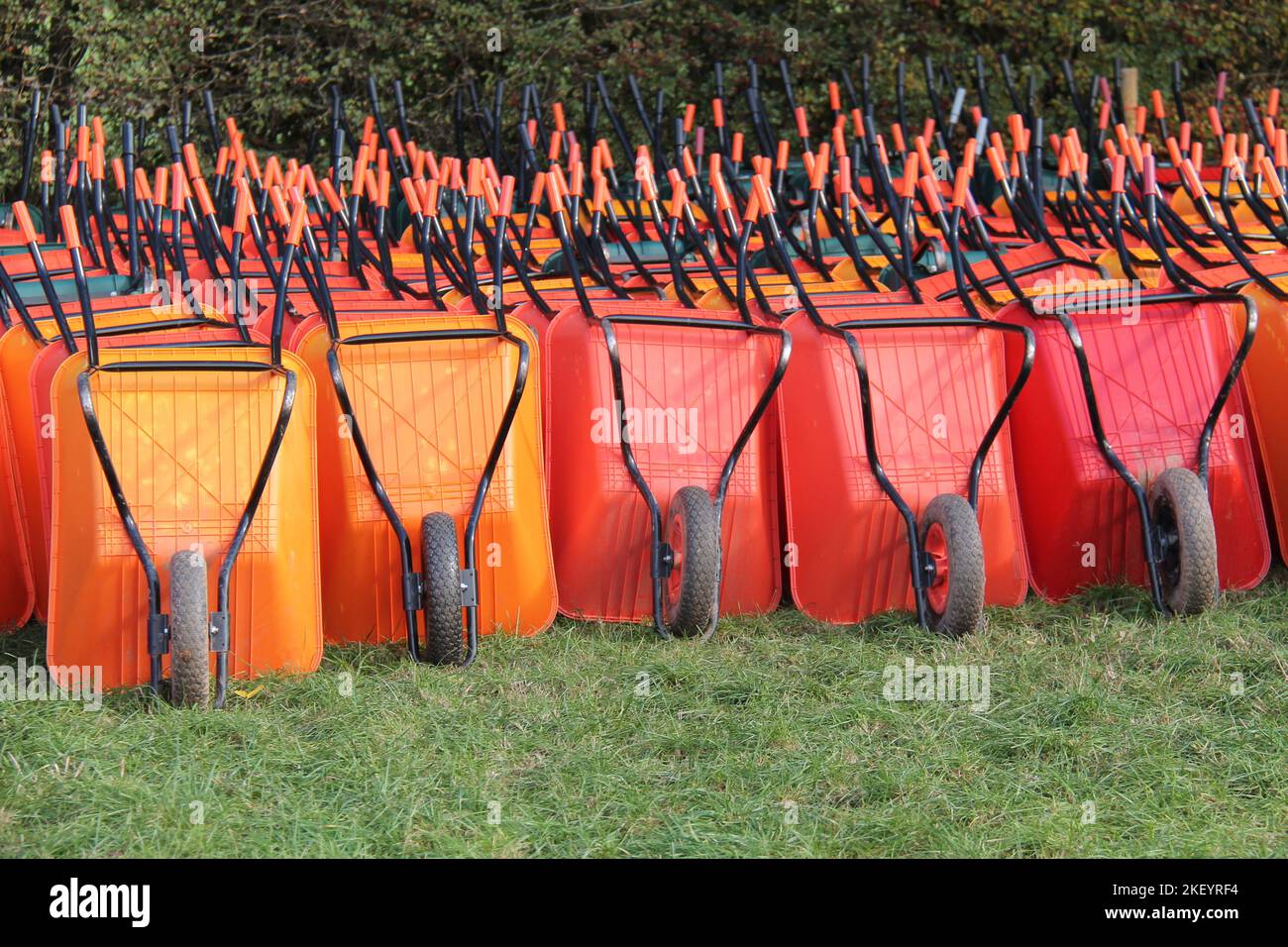A Large Collection of Orange Plastic Garden Wheelbarrows. Stock Photo