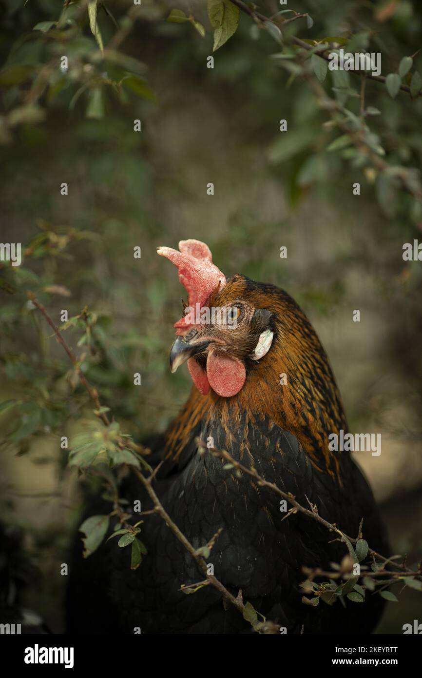 green egg layer Stock Photo Alamy