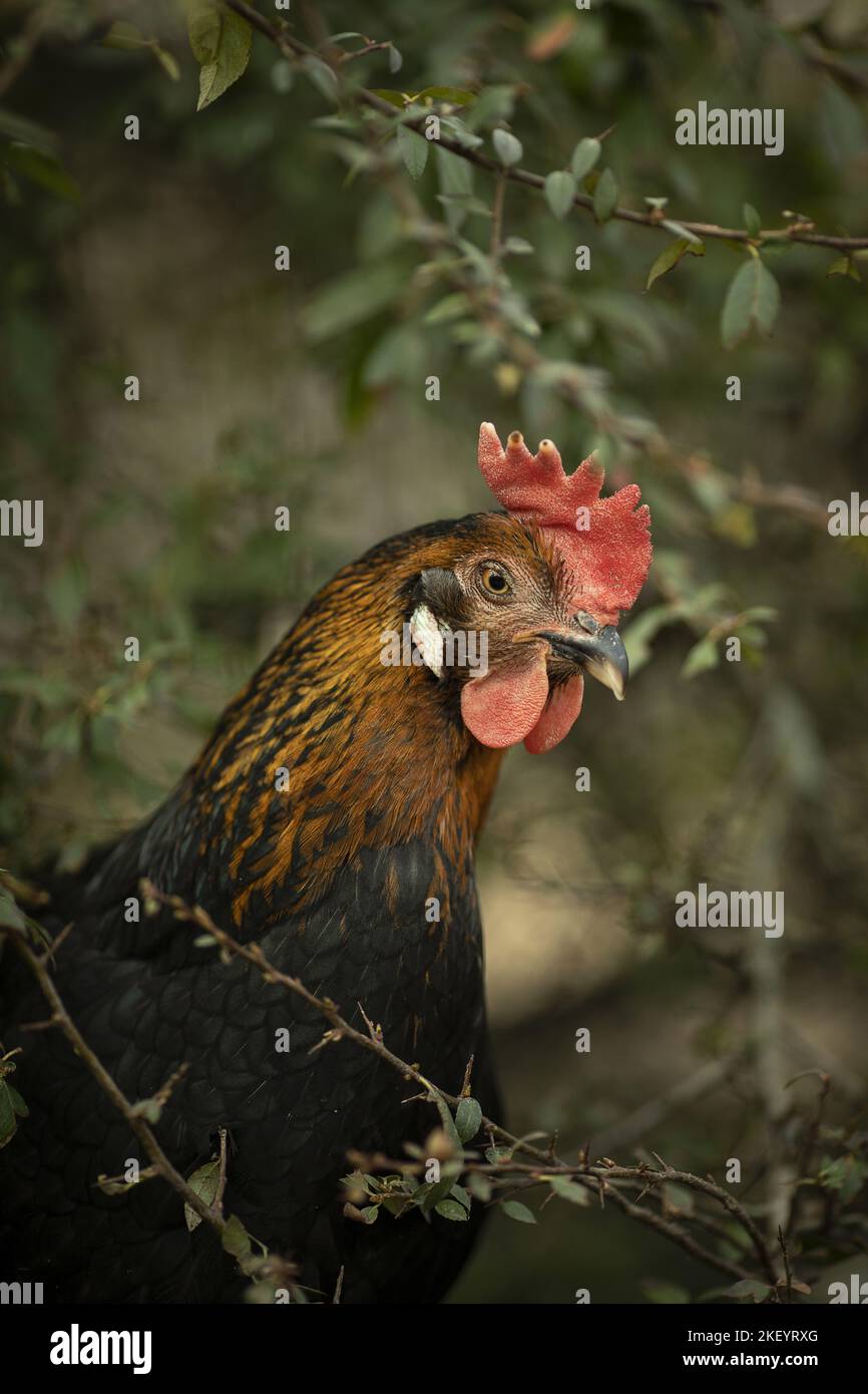 green egg layer Stock Photo Alamy