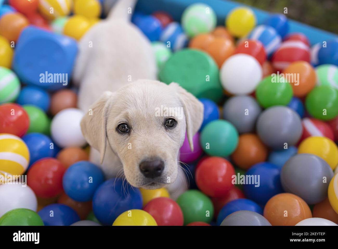 Labrador Retriever Puppy Stock Photo Alamy