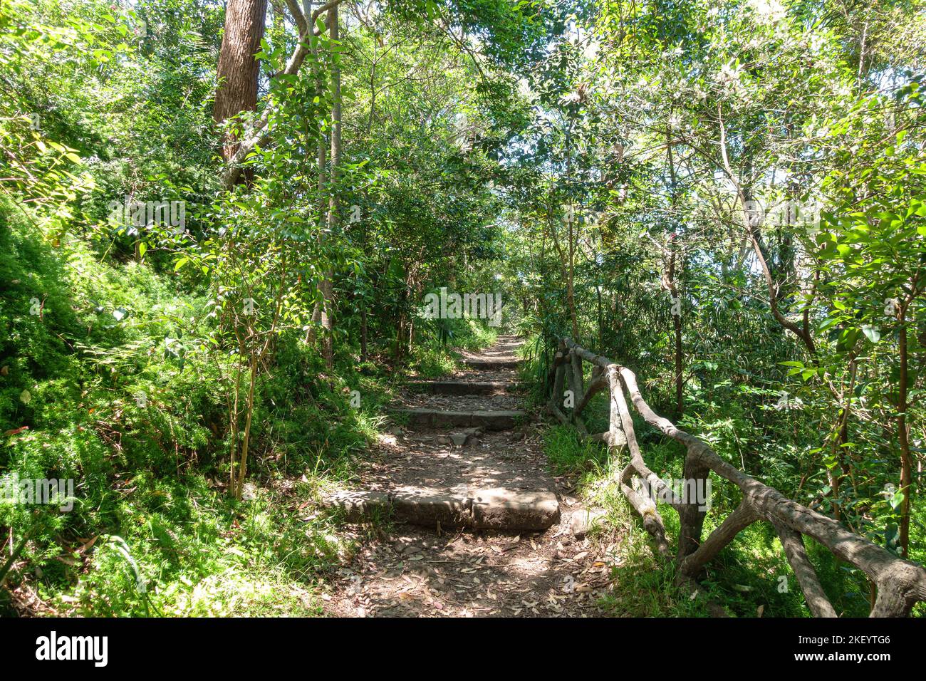 Trees on either side of the Bradleys Head Walking Track in Sydney