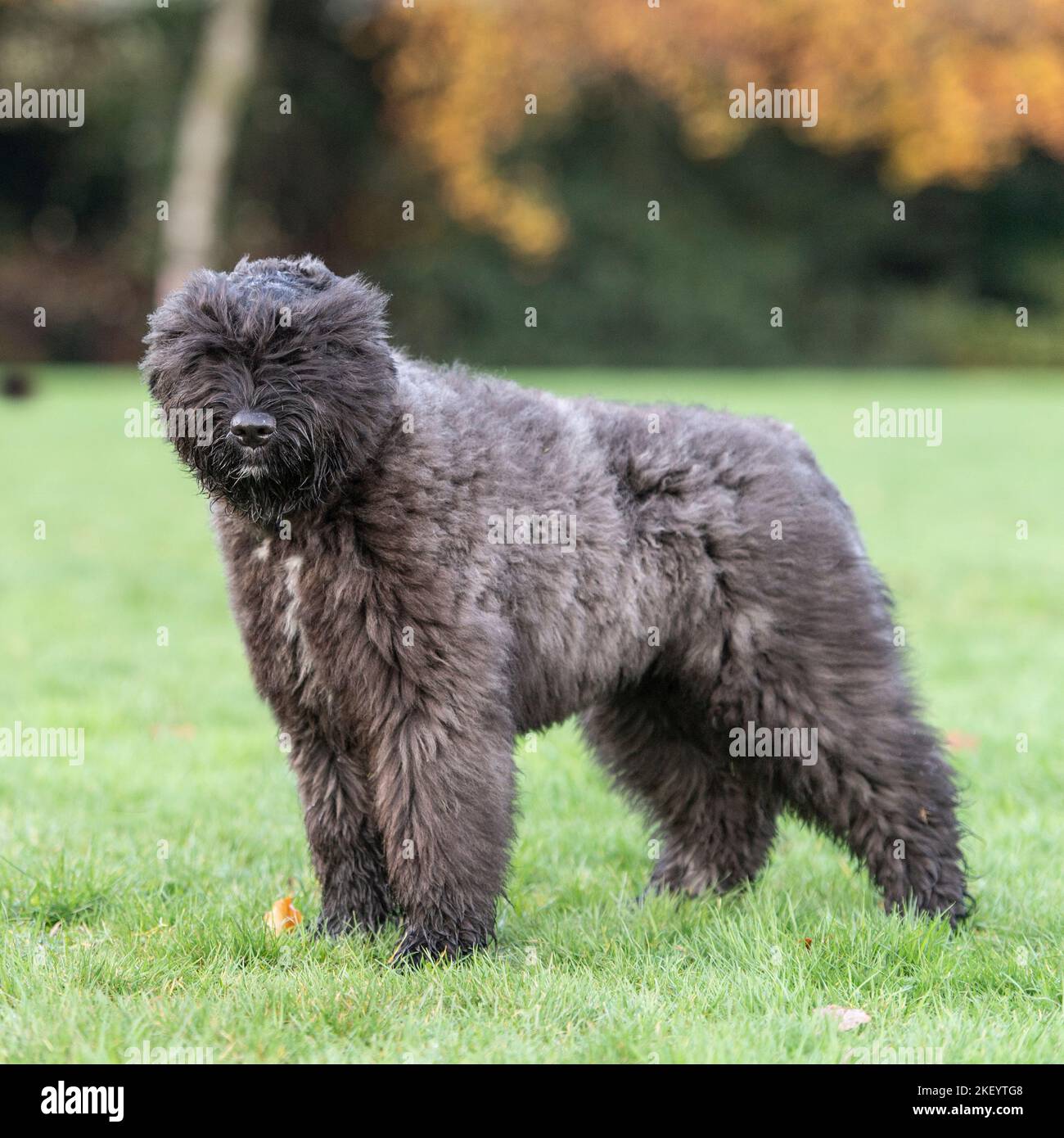 bouvier des flandres, puppy Stock Photo - Alamy